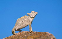 Desert chameleon {Chamaeleo namaquensis} Namibia
