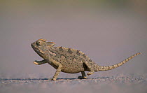 Desert chameleon walking on hot sand {Chamaeleo namaquensis} Namibia