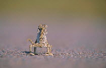 Desert chameleon walking away from camera {Chamaeleo namaquensis} Namibia