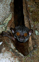 Small toothed sportive lemur {Lepilemur microdon} Perinet NP, Madagascar
