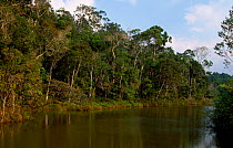 Tropical rainforest Perinet NP, Madagascar (Parc National d'Andasibe)