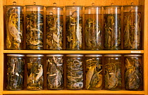 Bottles of Chameleons preserved in alcohol. Sammlung Alexander Konig Museum, Bonn, Germany