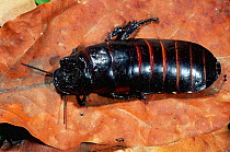 Hissing cockroach {Gromphadorhina sp.} Madagascar