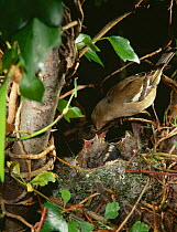 Female Chaffinch feeding young at nest {Fringilla coelebs} England UK