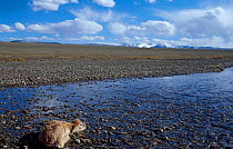 Tibetan antelope calf lying in river {Pantholops hodgsonii} Qinghai province, China Kekexili