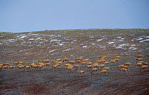 Tibetan antelope herd {Pantholops hodgsonii} Qinghai province, China Kekexili Nature