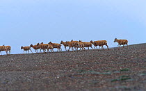 Tibetan antelope herd {Pantholops hodgsonii} Qinghai province, China Kekexili Nature