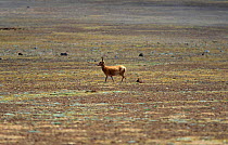 Tibetan antelope + calf {Pantholops hodgsonii} Qinghai province, China Kekexili Nature