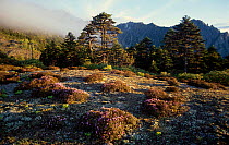 Alpine meadow Yunnan province, China