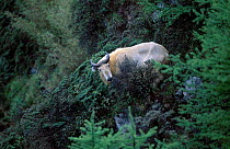 Takin male on hillside {Budorcas taxicolor} Mt Qinling, Shaanxi, China
