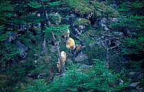 Takin family group on hillside {Budorcas taxicolor} Mt Qinling, Shaanxi, China