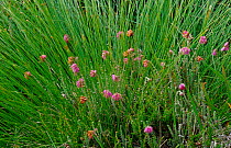 Cross leaved heath {Erica tetralix} + Deer grass {Tricho- phorum cespitosum} Scotland, UK