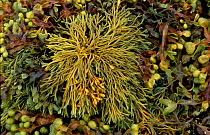 Channelled wrack seaweed {Pelvetia canaliculata} Scotland, UK
