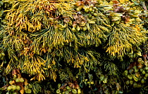 Channelled wrack seaweed {Pelvetia canaliculata} Scotland, UK