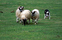 Sheepdog (Border collie) herding sheep at demonstration event. Scotland, UK