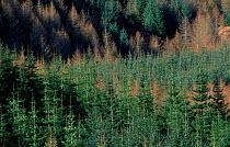 Mixed conifer plantation Norway spruce (green) + Larch (brown) Perthshire, Scotland, UK