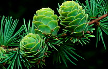 Larch cones, immature {Larix sp} July Scotland, UK