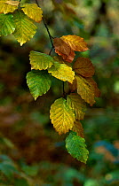 European beech leaves {Fagus sylvaticus} Scotland, UK Ayrshir