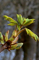 Horse chestnut leaves emerging {Aesculus hippocastanum} Scotland, UK Perthshire
