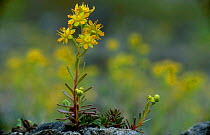 Yellow saxifrage {Saxifraga aizoides} Scotland, UK inverness-shire