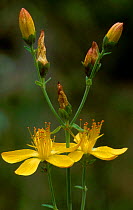 Slender St John's wort {Hypericum pulchrum} Scotland, UK Inverness-shire