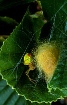 Spider {Araniella sp} with egg sac on Oak leaf, Scotland, UK