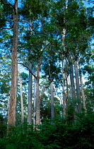 Eucalyptus forest {Eucalyptus diversicolor} Warren NP, Western Australia Karri trees january