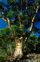 Sugar gum tree {Eucalyptus cladocalyx} Mt Remarkable NP, Flinders range, South Australia