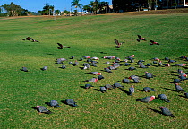 Galah cockatoos feeding on grass {Eolophus roseicapilla} Kalbarri, Western Australia