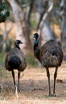 Two Emus {Dromaius novaehallandiae} Mt Remarkable NP South Australia