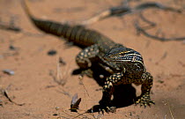 Gould's monitor (sand monitor) {Varanus gouldii} Kalbarri NP, Western Australia Murchison rive