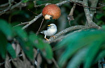 White headed starling feeds on fruit {Sturnus senex} Havelock, Andaman Is
