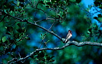 Scarlet rosefinch singing {Carpodacus erythrinus} Sweden