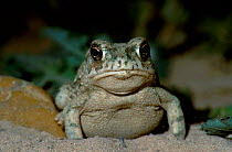 Plains spadefoot toad {Scaphiopus bombifrons} Texas, USA