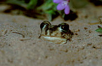 Plains spadefoot toad burrowing in sand {Scaphiopus bombifrons} Texas, USA