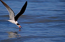 Black skimmer skimming {Rynchops nigra} Florida, USA