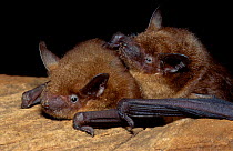 Big brown bats {Eptesicum fuscus} Florida, USA
