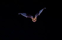 Big brown bat flying {Eptesicum fuscus} Florida, USA