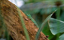 Double crested basilisk {Basiliscus plumifrons} captive
