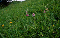 Bee orchid {Ophrys apifera} + Common spotted orchid {Dactylorhiza fuchsii} Wilts, UK