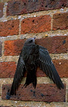 Common swift juvenile on wall {Apus apus} Buckinghamshire, UK