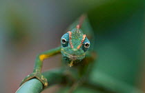 Two lined (Montane) chameleon {Chamaeleo biteniatus} captive