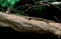 Bengal monitor lizard basking {Varanus benghalensis} Sukau, Sabah, Borneo Kinabatangan