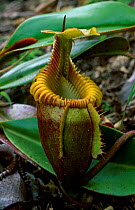 Pitcher plant {Nepenthes villosi} Mt Kinabalu, Sabah, Borneo Malaysia high altitude