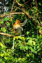 Proboscis monkey male {Nasalis larvatus} in riverine forest Sabah, Borneo Malaysia