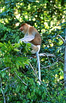 Proboscis monkey male {Nasalis larvatus} in riverine forest Menanggol, Sukau, Sabah, Borneo