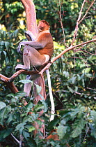 Proboscis monkey male {Nasalis larvatus} in riverine forest Menanggol, Sukau, Sabah, Borneo