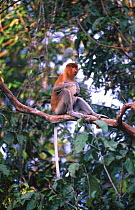 Proboscis monkey female {Nasalis larvatus} in riverine forest. Sukau, Sabah, Borneo