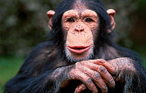 Young male Chimpanzee portrait facial expression {Pan troglodytes} C