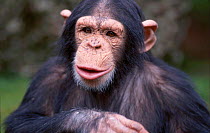 Young male Chimpanzee portrait facial expression {Pan troglodytes} C